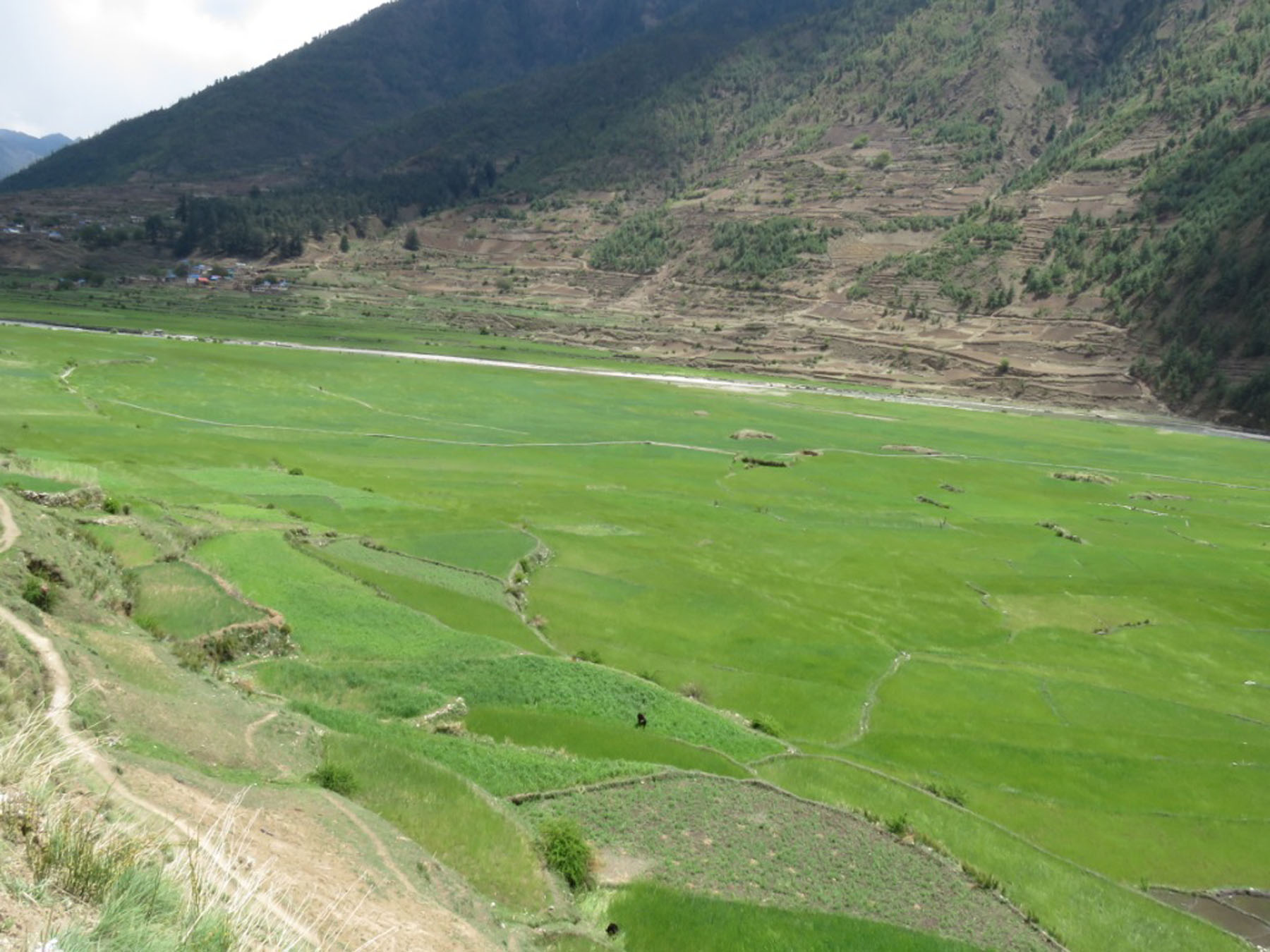 कर्णालीमा बालीको उत्पादन घट्यो